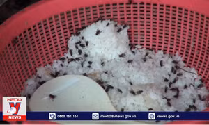 'Sống chung' với ruồi