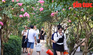 Cuối tuần, thỏa sức check-in tại vườn hoa tường vi thơ mộng