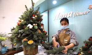 Hà Nội: Cây thông tươi 'hút' khách mùa Giáng sinh