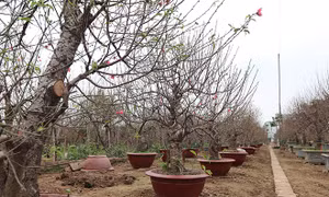 Đào Nhật Tân hứa hẹn được mùa
