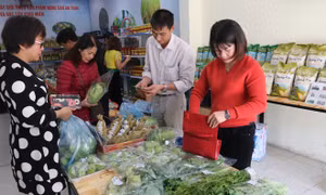 Đưa măng tây Lào Cai đến người tiêu dùng Thủ đô