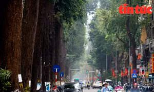 Vì sao những cây sao đen trên phố Lò Đúc, Hà Nội bị chết?