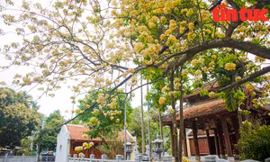 Những cây hoa bún khoe sắc vàng rực rỡ đầu tháng 4