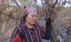 Hàng trăm cây ăn quả ở Hưng Yên bị đốt cháy rụi chưa rõ nguyên nhân