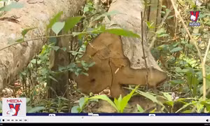 Làm rõ nguyên nhân và đối tượng chặt hạ hàng trăm cây rừng tại Gia Lai
