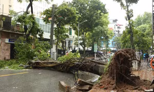 Việc chặt cây phượng tại một số trường ở Hà Nội đang diễn ra thái quá