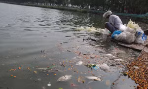 Cá chết dạt vào ven Hồ Tây bốc mùi hôi thối