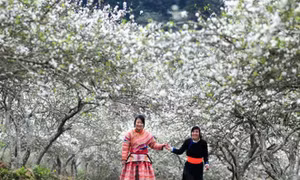 Nơi ấy Xuân về