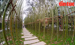 Rừng trúc thu nhỏ mới lạ giữa lòng Hà Nội