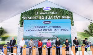 ‘Resort’ bò sữa Vinamilk Tây Ninh- ngôi nhà lý tưởng của những cô bò hạnh phúc