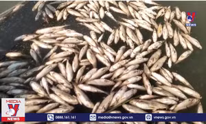 Điều tra nguyên nhân cá chết bất thường ở hồ Dầu Tiếng
