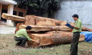 35 hộp gỗ xẻ được cất giấu, ngụy trang dưới gốc ngô đồng, bụi cà phê bỏ hoang