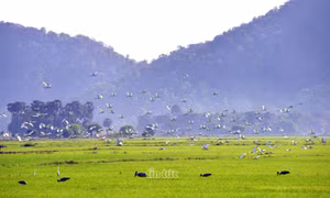 Khu tập thể của mẹ