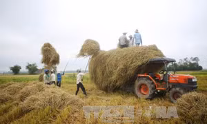 Ngồi khóc bên cây rơm