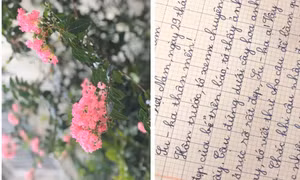 Những cánh thư bay đi đâu