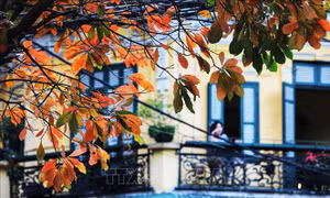 Mưa chiều trong lòng phố