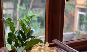 Cô bé bên cửa sổ
