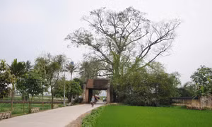 Giấc mơ về làng