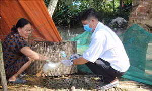 Vẫn có thể tiếp tục ghi nhận các ca mắc cúm gia cầm