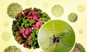 Bộ Y tế nói gì về nguy cơ dịch bệnh Chikungunya xâm nhập vào Việt Nam? 