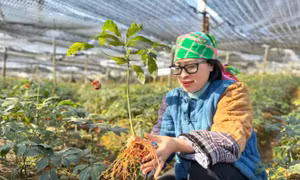 Lương y với nỗ lực chuẩn hóa, lưu truyền các bài thuốc Nam