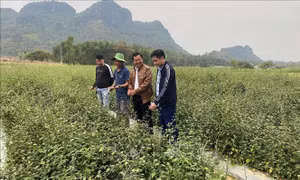 Tạo cơ hội xây dựng nguồn dược liệu, thuốc y dược cổ truyền 