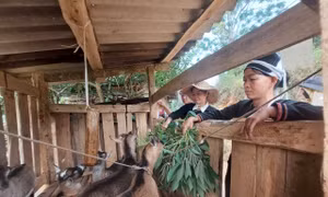 Được hỗ trợ sinh kế, phụ nữ vùng cao vươn lên làm chủ kinh tế