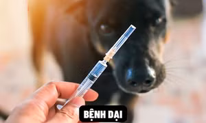 Phát hiện ổ dịch dại, khuyến cáo người dân chủ động tiêm vaccine phòng bệnh