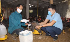 WHO cảnh báo Việt Nam cần cảnh giác cao với cúm gia cầm H5N8