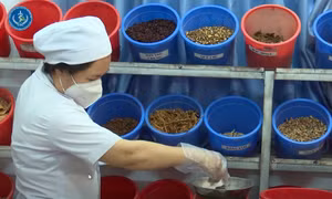 Thuốc cổ truyền giúp trị COVID-19