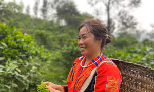 Cô gái Pà Thẻn khởi nghiệp với cây chè quê hương