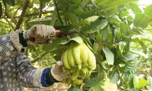 Phật thủ Hà Nội vào vụ Tết: Thương lái mua 400 triệu đồng một vườn