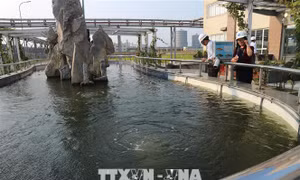 Quản lý và giám sát nghiêm ngặt chất thải của Formosa Hà Tĩnh