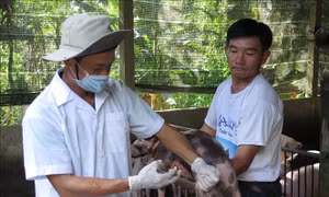 An Giang ngăn chặn nguy cơ xâm nhiễm bệnh dịch tả lợn châu Phi