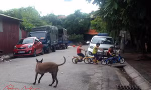 Lo lây lan bệnh dại, Hà Nội tăng cường quản lý kinh doanh thịt chó, mèo