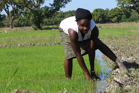 Haiti ưng gạo Việt Nam vì chất lượng và nhanh chín ảnh 1