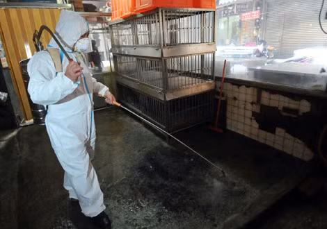 Trung Quốc công bố đặc trưng mang tính quy luật của H7N9 ảnh 1