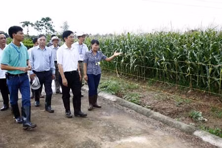Cây trồng biến đổi gen: Không được phép vội vàng ảnh 1