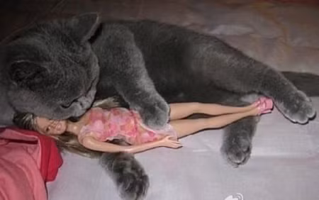 Chùm ảnh hài hước ảnh 1