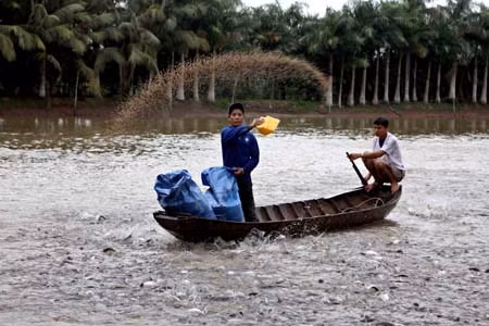 Mổ xẻ yếu kém của nuôi cá tra ảnh 1