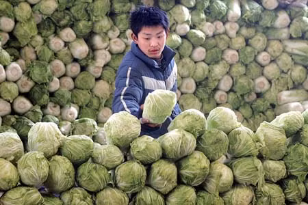 Trung Quốc điều tra vụ phun phocmôn vào cải thảo ảnh 1