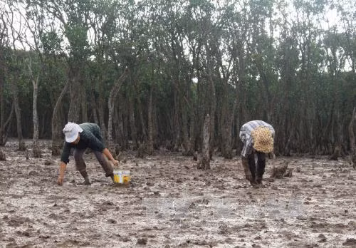 'Bức tường xanh" bảo vệ môi trường ven biển ảnh 1