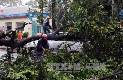 TP.HCM tiếp tục mưa lớn, nhiều cây xanh gãy đổ ảnh 1
