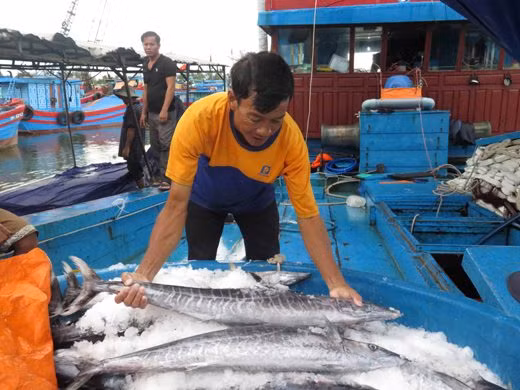"Không thể chinh phục đại dương bằng thuyền thúng" ảnh 1