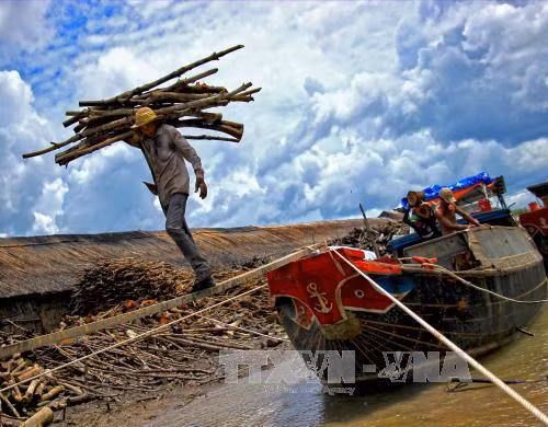 Nhọc nhằn nghề hầm than ở Cà Mau ảnh 1