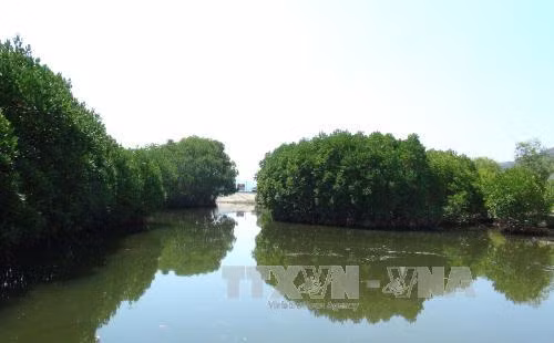 Tăng cường bảo vệ, khôi phục hệ sinh thái biển ở các đầm, vịnh ảnh 1