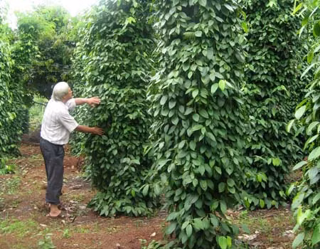 Gia Lai: Phát triển mô hình trồng tiêu theo hướng bền vững ảnh 1