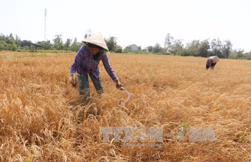 Sản lượng lúa của Sóc Trăng vẫn vượt kế hoạch dù bị hạn mặn ảnh 1