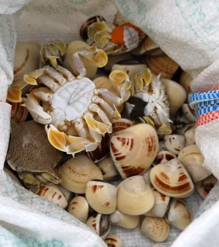 Đi xem cào nghêu trên bãi biển ảnh 5