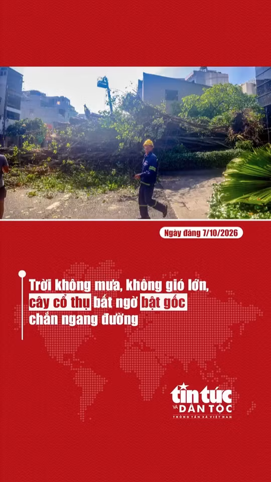Trời không mưa, không gió lớn, cây cổ thụ bất ngờ bật gốc chắn ngang đường